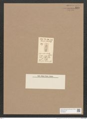 Navicula candida Schum. (de-Toni-Nr.: Genus 1, Species 194) Zeichnungen Sammlung Grunow Nr. 489 (NHMW-BOT-W0366830)